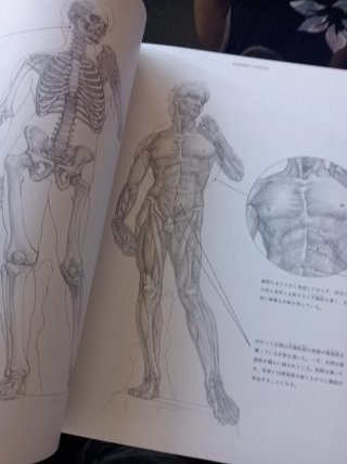 Beautful artista anatomy