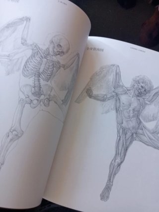 Beautful artista anatomy
