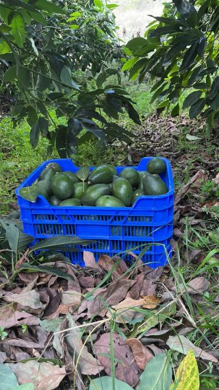Jardinero y Agricultor en comunidad valenciana.