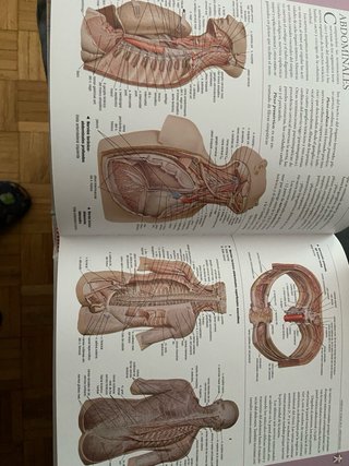 Atlas ilustrado de anatomía