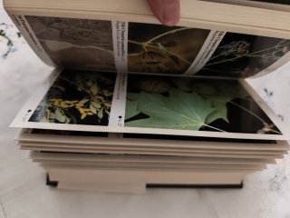 LIBRO GUIA INCAFO ARBOLES PENINSULA IBÉRICA