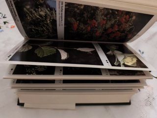 LIBRO GUIA INCAFO ARBOLES PENINSULA IBÉRICA