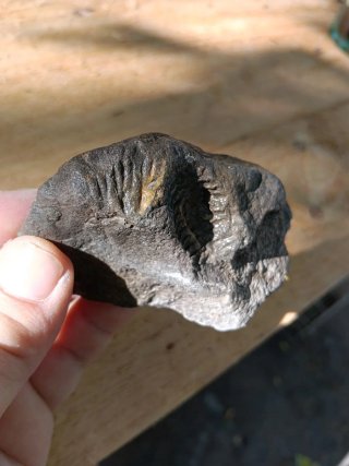 Fósil de Trilobites