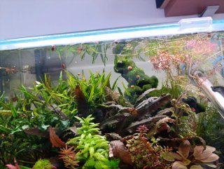Decoración natural acuario plantas y troncos