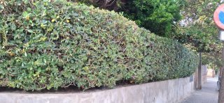 Soy jardinero y trabajo con pasión, profesionalism