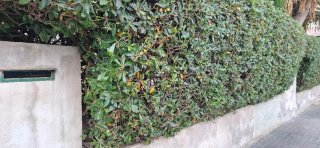 Soy jardinero y trabajo con pasión, profesionalism