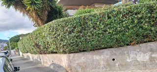 Soy jardinero y trabajo con pasión, profesionalism
