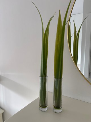 Jarrón cristal con planta Aloe Vera