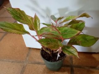 Lote 2 plantas Aglaonema