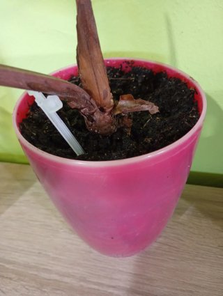 Lote 2 plantas Aglaonema