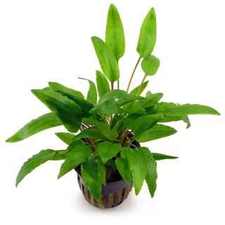 Cryptocorine Wendtti Verde plantas acuario