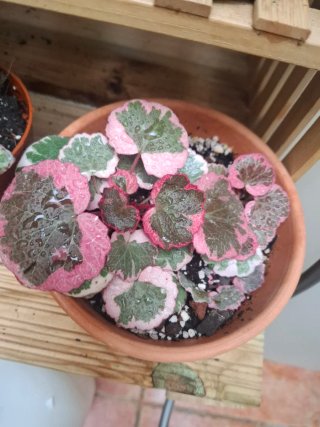 Saxifraga variegada