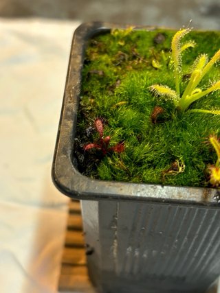 Plantas Carnívoras en Maceta