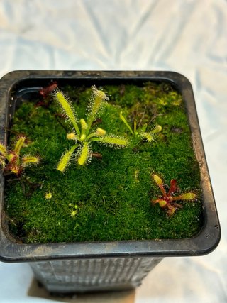 Plantas Carnívoras en Maceta