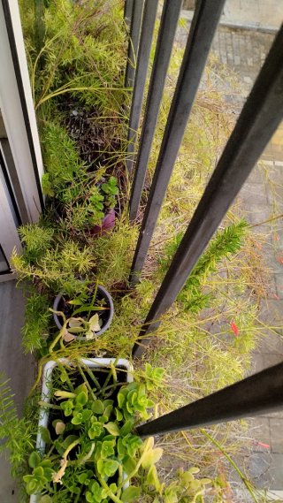 5 Plantas esparragueras en macetas.