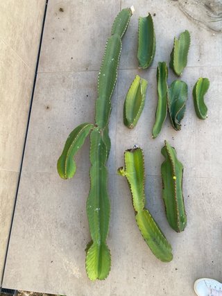 Cactus candelabro euphorpia desde 10 euros