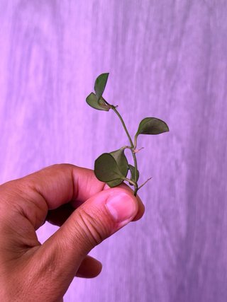 Hoya Carmelae
