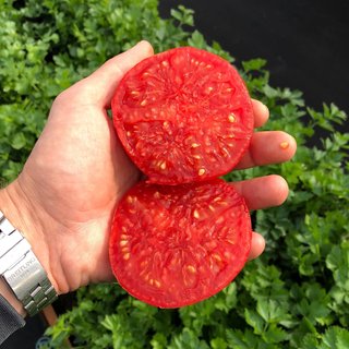 Semillas de tomate "Enano Mongol" 10 unidades