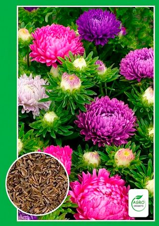 Semillas de Aster "Duquesa" 0.2 g