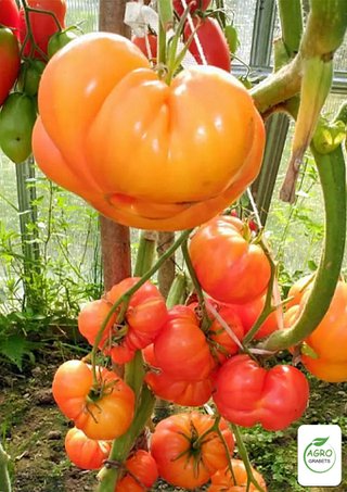 Semillas de tomate "Pájaro de Fuego" 10 unidades