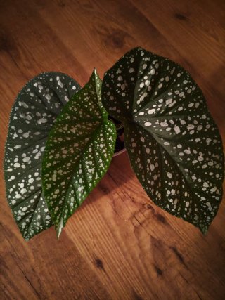 Begonia Corallina con manchas blancas