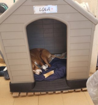 Caseta para perro