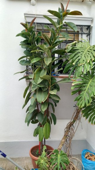 Ficus en maceta