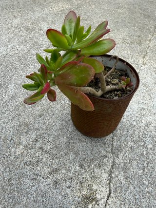 Suculenta Crassula capitella
