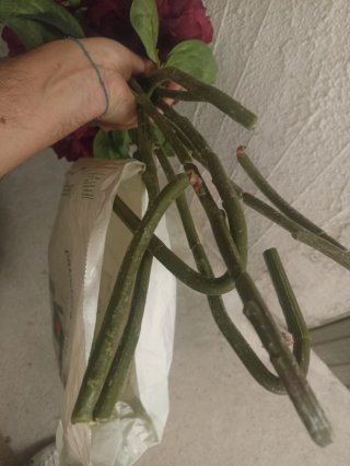 Fiori finti rossi e verdi