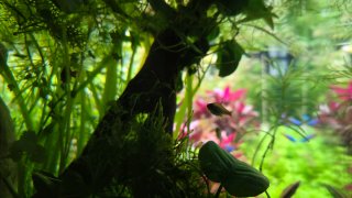Plantas para julian