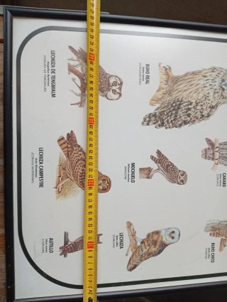 Cuadro Federacion Caza Asturias Especies