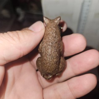 Buitre y Jabali