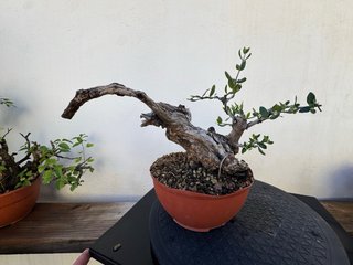 Bonsái Acebuche