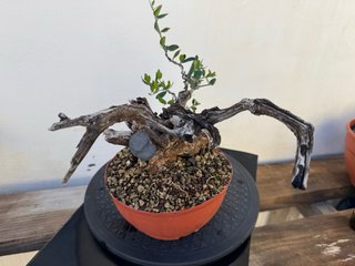 Bonsái Acebuche