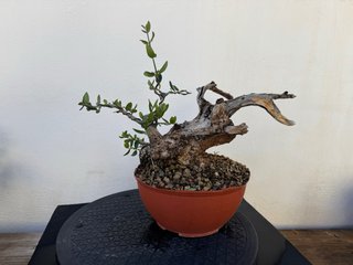 Bonsái Acebuche