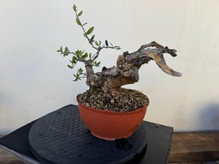 Bonsái Acebuche
