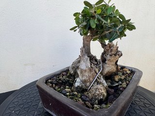 Bonsái Acebuche