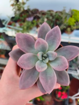 Graptoveria Pink donna