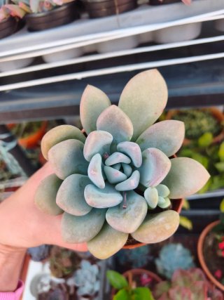 Graptoveria opalina