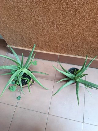 Planta Aloe Vera Grande, mediana y pequeña