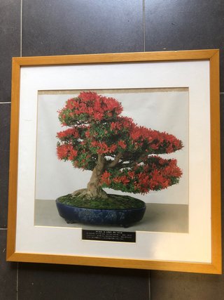 Cuadro Bonsái Rojo 48x48