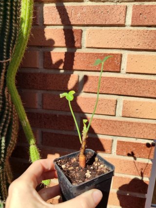 Oxalis megalorriza 2