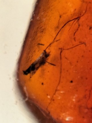 Ámbar Fósil con Insecto Cretácico