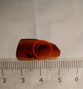 Ámbar Fósil con Insecto Cretácico