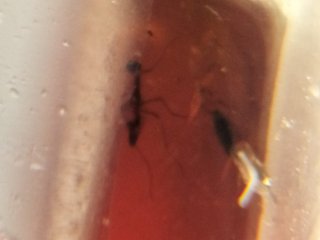 Ámbar Fósil con Insecto Cretácico