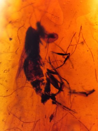 Ámbar Fósil con Insecto Cretácico