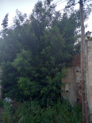 Limpieza parcelas y jardines