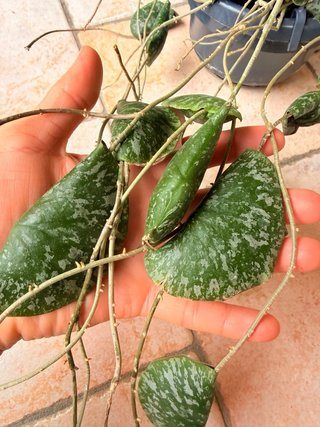 Hoya Imbricata