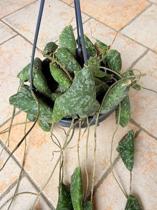 Hoya Imbricata