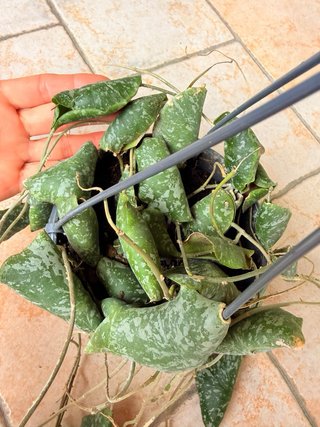 Hoya Imbricata